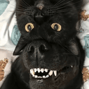 CATDOG