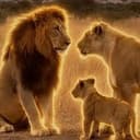 lioness
