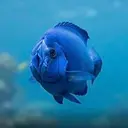 CLITORFISH
