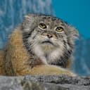 SCROTENCAT