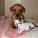 Strays