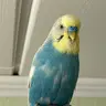 Sunny