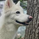 CODA