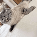 sealcat
