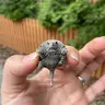 turt