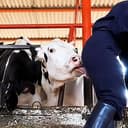 lickingcow