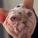 Aliencat