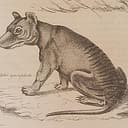 Thylacine