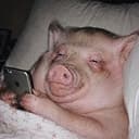 chudpig