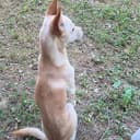 mydog