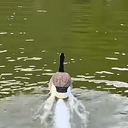 RockDuck