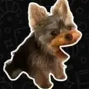 :v