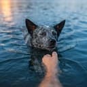 sharkdog