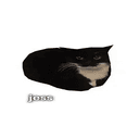 jess