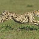 CHEETAH