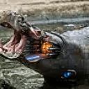 HIPPO