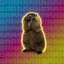 Marmot