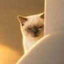 Suscat
