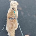 TDOG