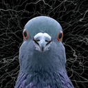 PIGEON