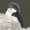 Pengfro