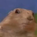 Chipmunk
