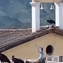 Gallinazo