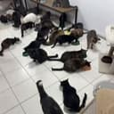 Meow-Meow