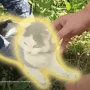 Pawblo