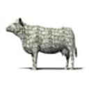 CASHCOW