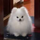 fluf