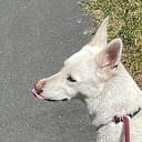 doggy