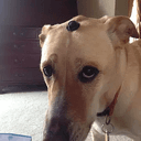 ʷᶦᶠ