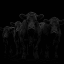 Cattle