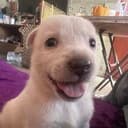 WILLY
