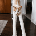 LEGGY