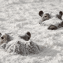 Hippos