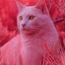 pussy