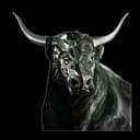 SPACEBULL