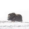 MUSK OX