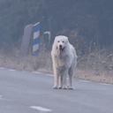 LONE