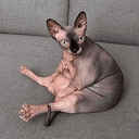 Nala