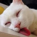 舔猫