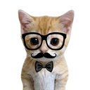 PHDkitty