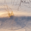 Grass