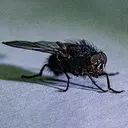 fly