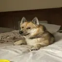 CAESAR