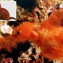 SNUFFLEUPAGUS