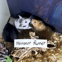 HAMSTERUN