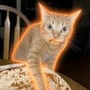 LASAGNACAT